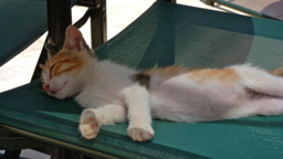 Junge Katze auf Kreta, 2013  -  Young Cat On Crete, 2013